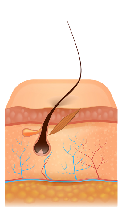 Illustrazione della struttura del pelo e del follicolo